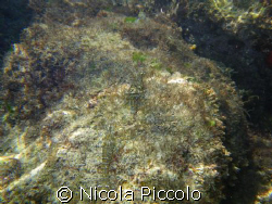 la famiglia Pentax W60 by Nicola Piccolo 